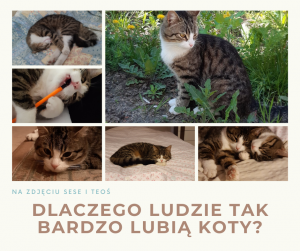 Dlaczego ludzie lubią koty?