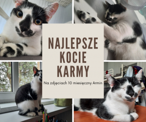 Najlepsze kocie karmy