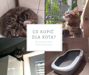 Co kupić dla kota?