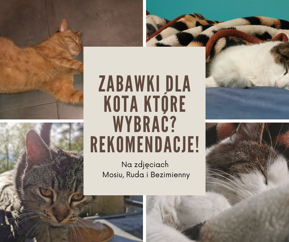 Zabawki dla kota które wybrać? Rekomendacje!